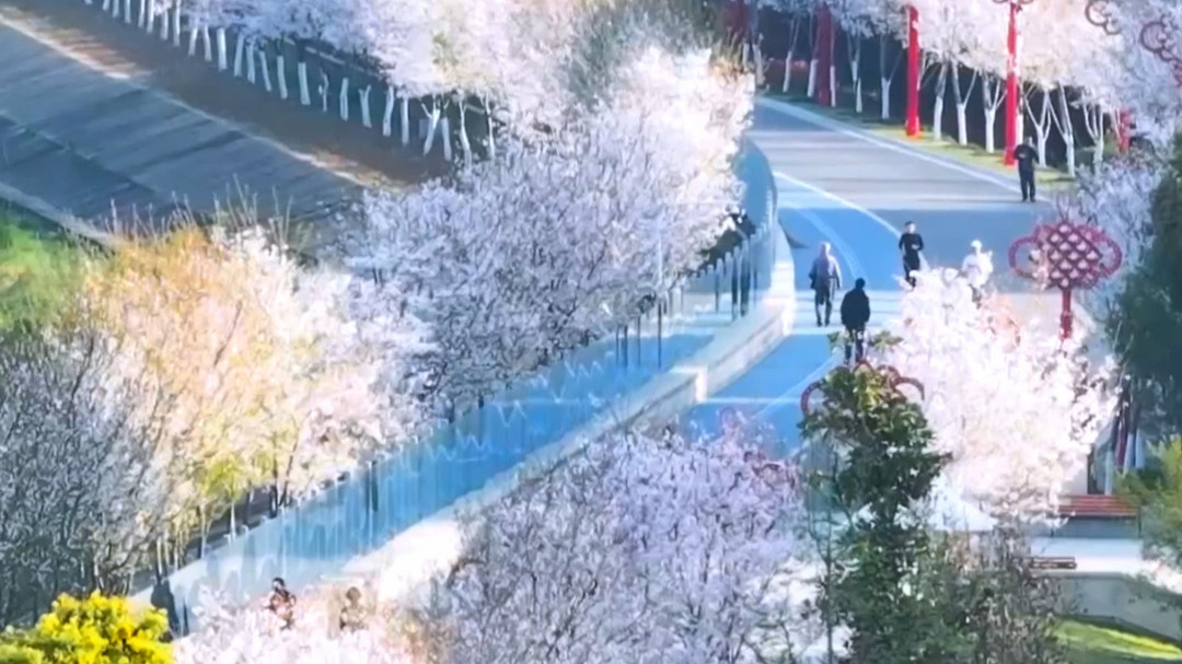 十里江湾 樱花盛开 芜湖的春日浪漫来了