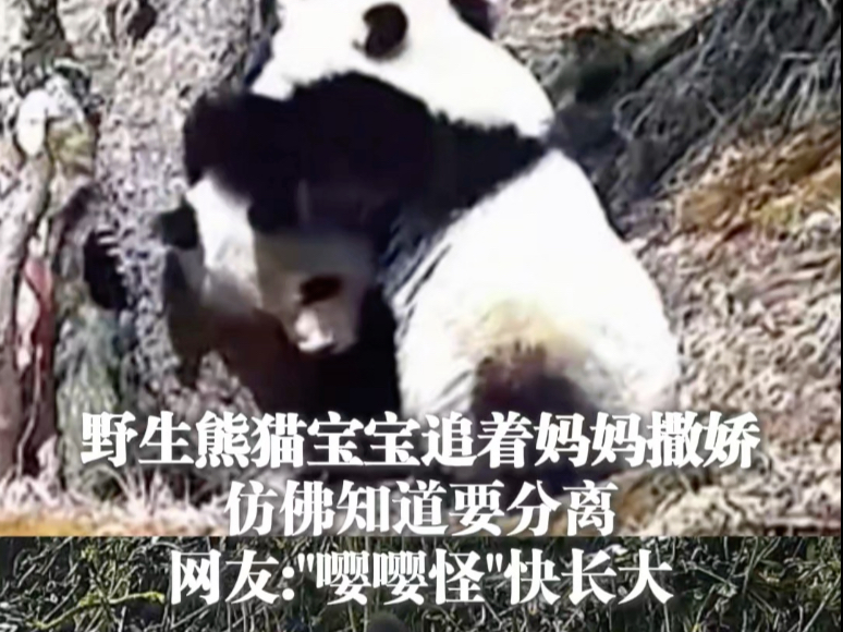 野生熊猫宝宝追着妈妈撒娇，仿佛知道要分离，网友：“嘤嘤怪”快长