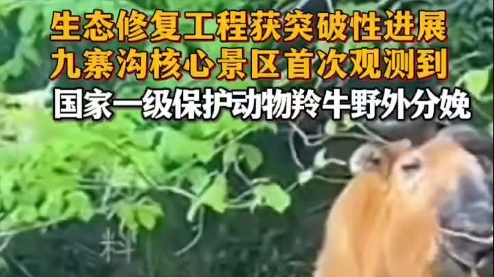 生态修复工程获突破性进展！ 九寨沟核心景区首次观测到 国家一