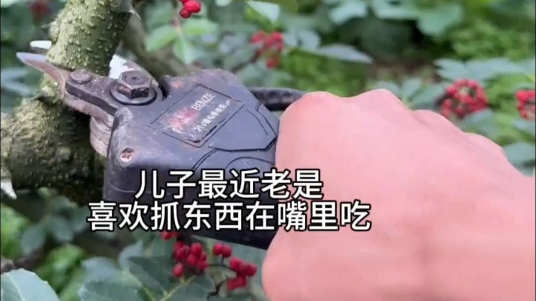爸爸用花椒木给孩子做磨牙棒