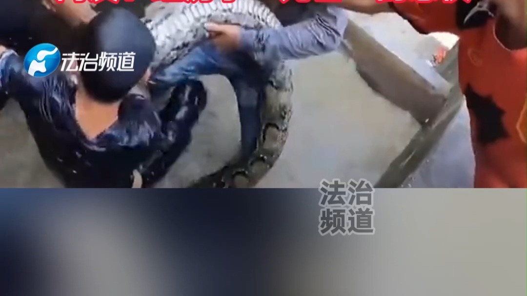 男子在清理污水池时 被巨蟒缠身袭击 网友：经历了“死亡”的恐