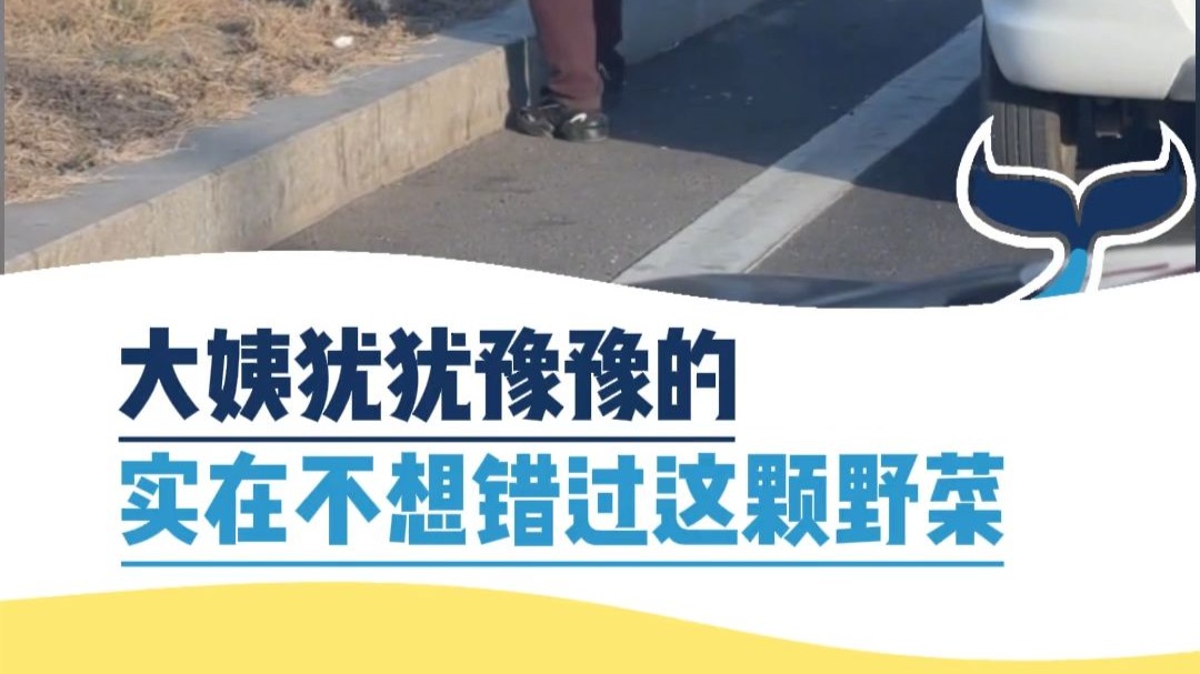 大姨犹犹豫豫的，实在不想错过这颗野菜