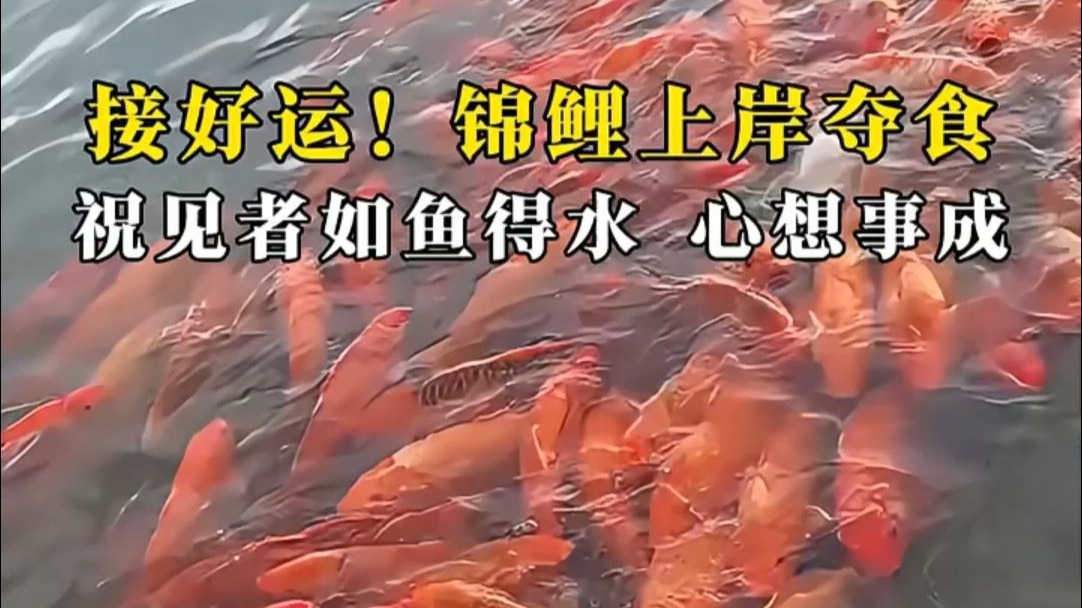 接好运！锦鲤上岸夺食，祝见者如鱼得水，心想事成！