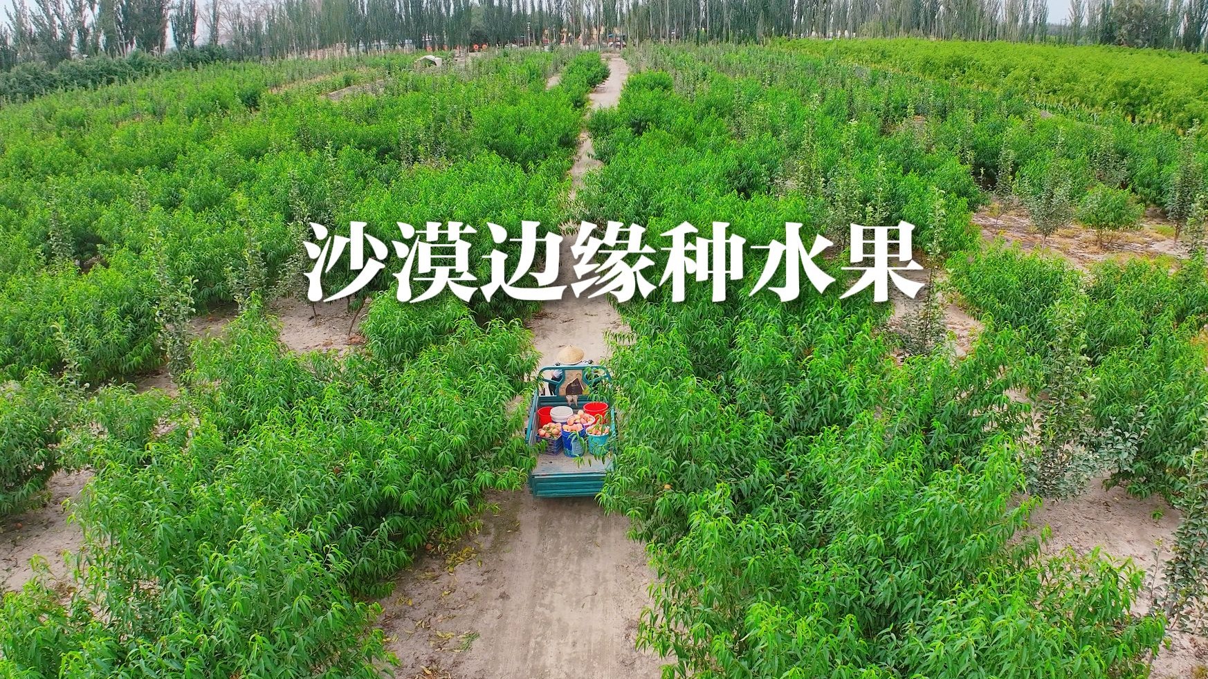 微视频 | 沙漠边缘种水果