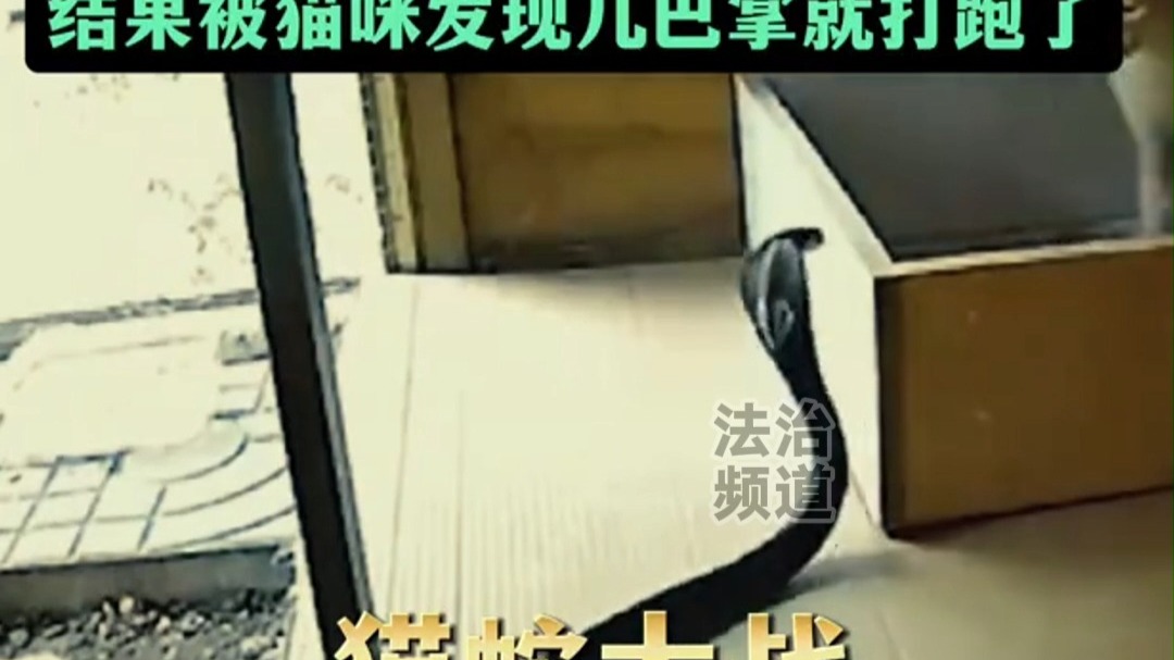 猫咪大战眼镜蛇 展示“无敌喵喵拳” 网友：《喵问》