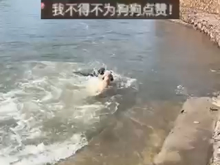 万物皆有灵，生死之交的狗狗