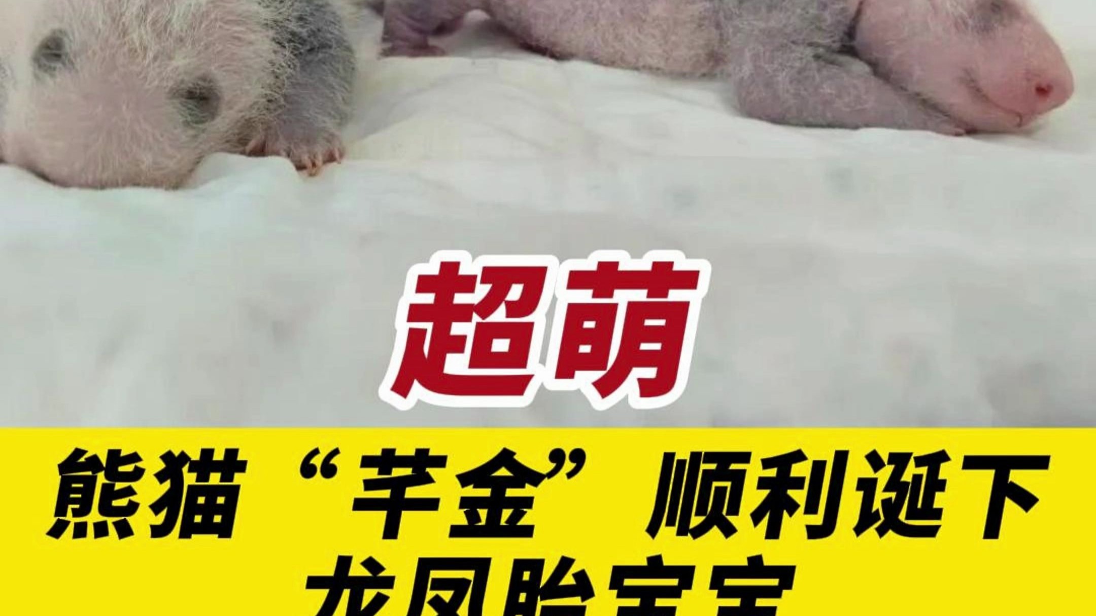 超萌！熊猫“芊金”顺利诞下龙凤胎宝宝