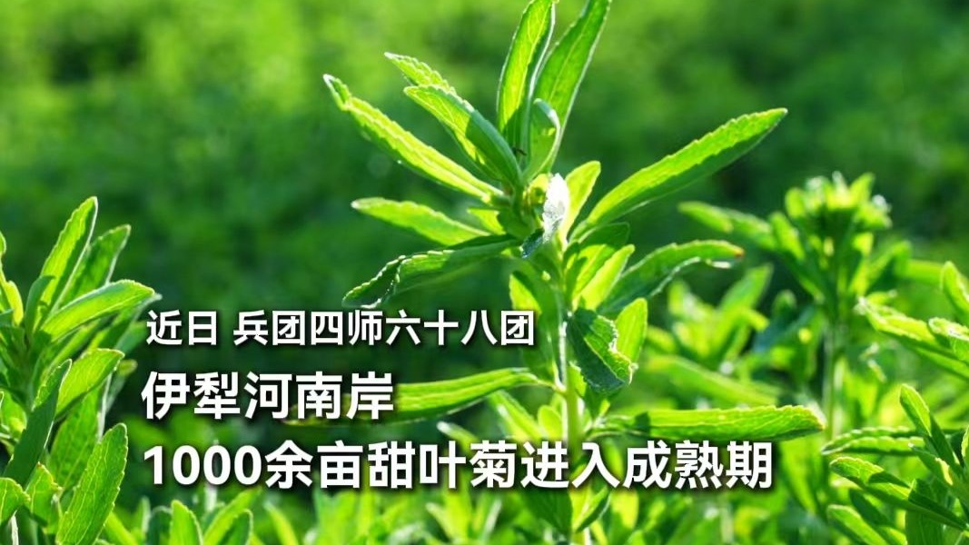 绿叶舒展 植株挺立！近日，兵团四师六十八团1000余亩甜叶菊进入