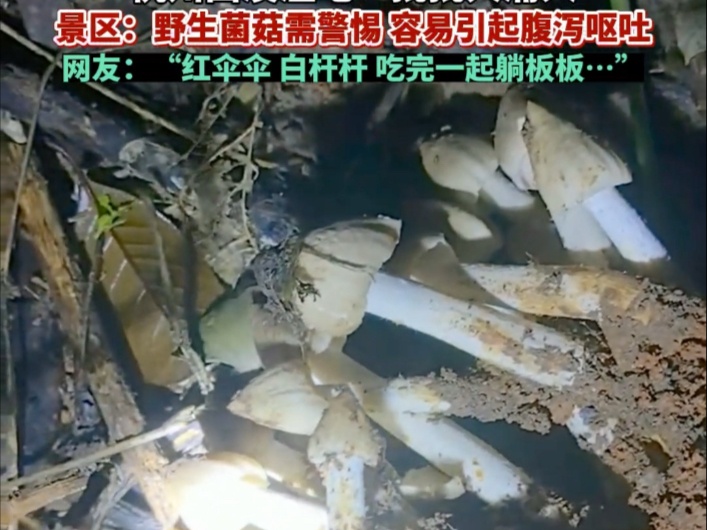 “红伞伞，白杆杆，吃完一起躺板板……”这句在社交媒体广为流传