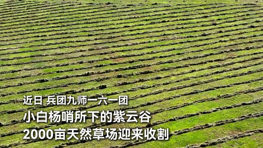 近日，兵团九师一六一团，小白杨哨所下的紫云谷，2000亩天然草场迎