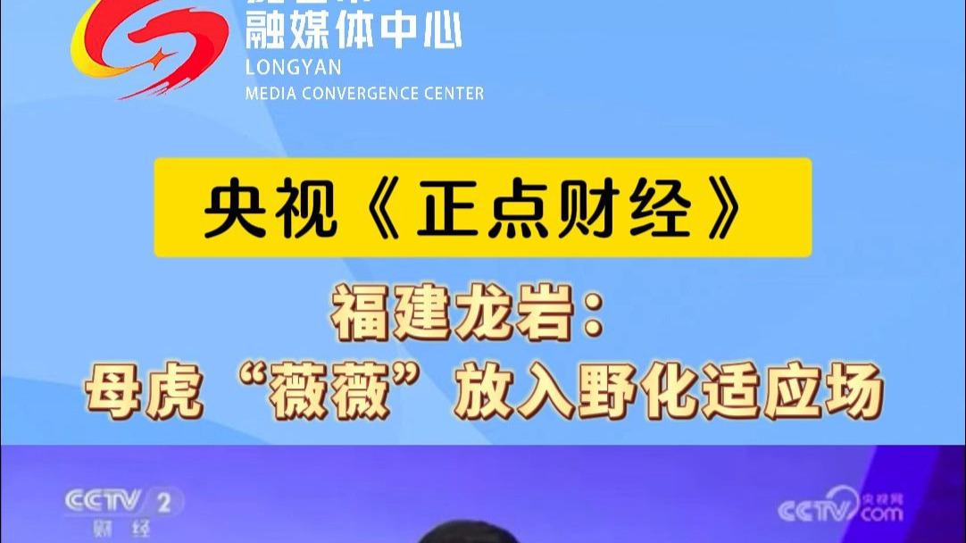 #中央媒体看龙岩 央视《正点财经》报道！福建龙岩：母虎“薇薇”