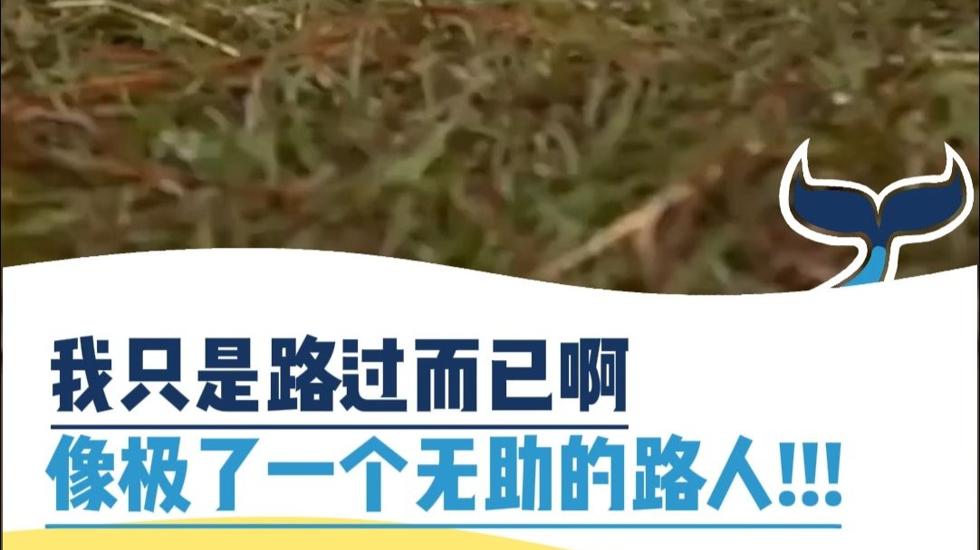 我只是路过而已，像极了一个无助的路人