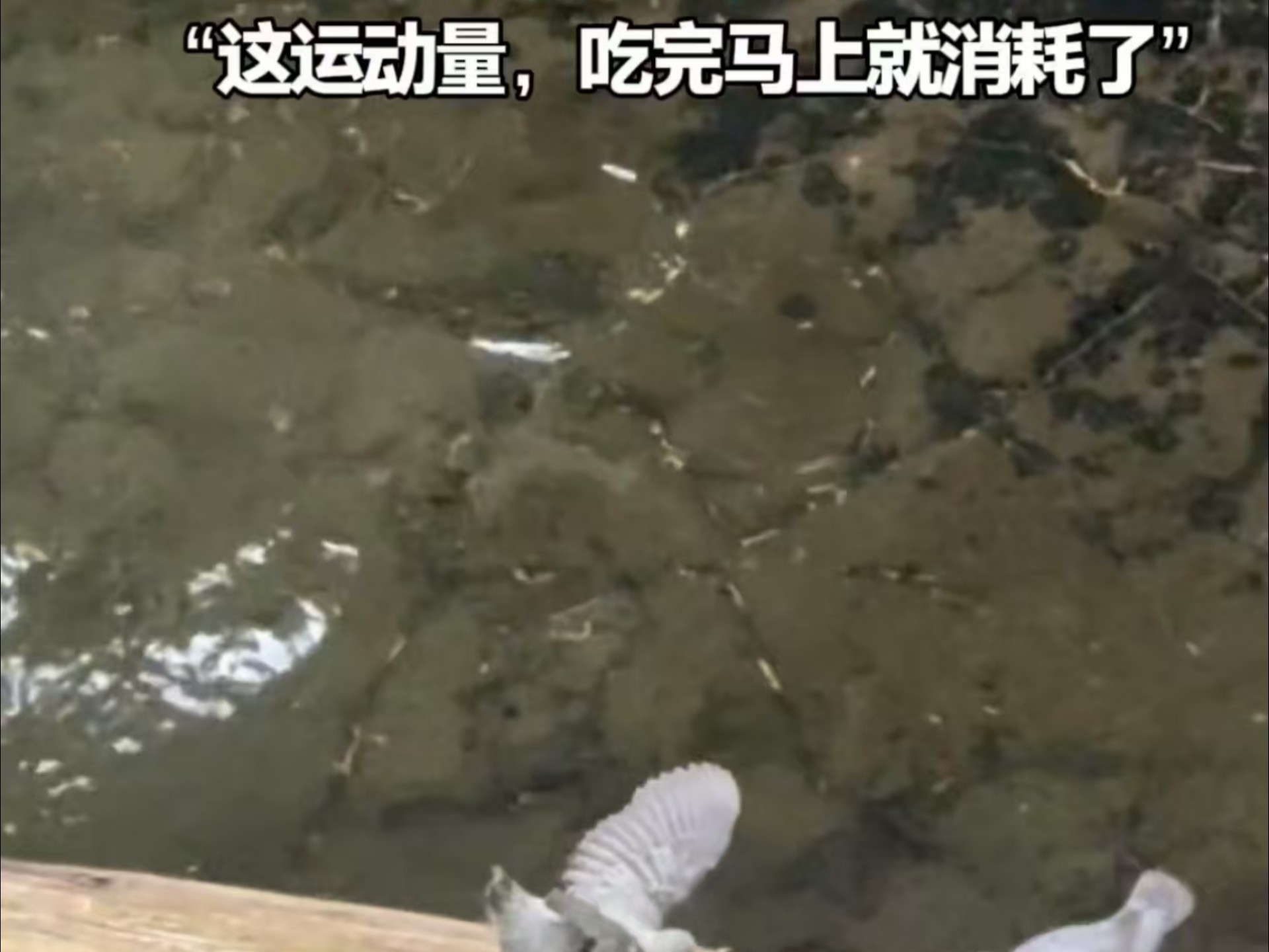 小小美洲河乌等妈妈喂食 网友：一弹一弹像个小弹簧 “这运动量