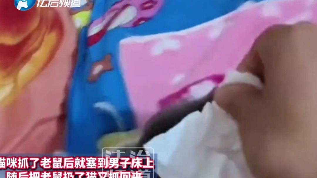 猫咪抓了老鼠塞到床上 男子把老鼠扔了猫又抓回来