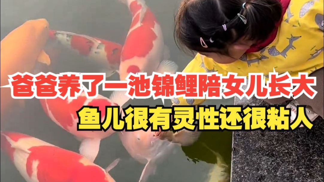 好羡慕啊！爸爸养了一池锦鲤陪女儿长大
