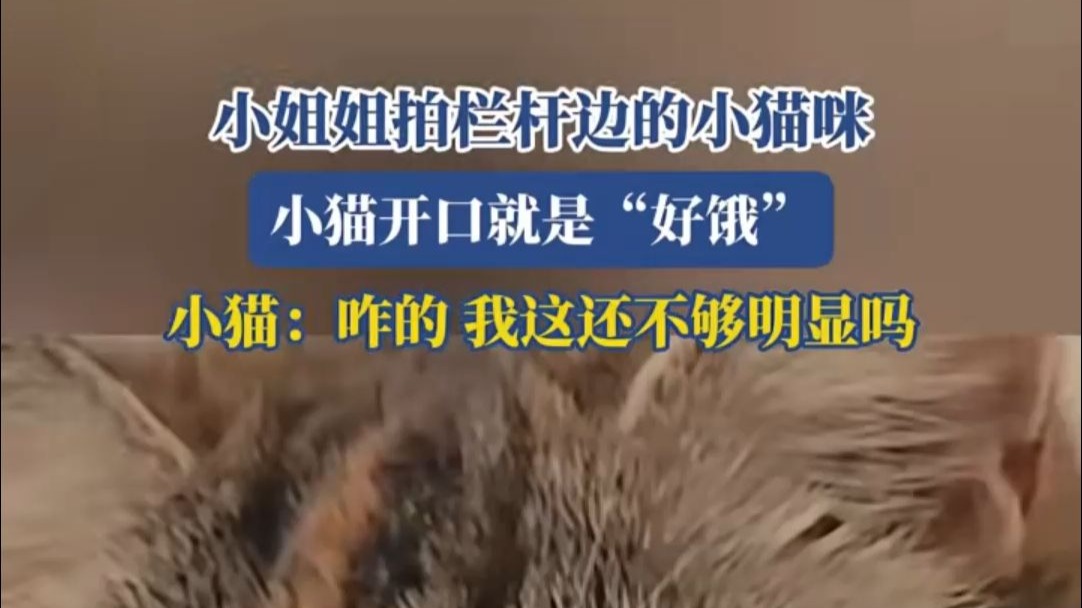 小姐姐拍栏杆边的小猫咪，小猫开口就是“好饿”，小猫：咋的，我这还