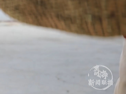 门源青稞麦索 一口高原的清香 满满都是童年的味道