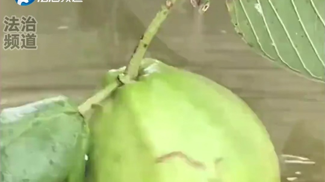 聪明的嘞！小鱼大口大口吃成熟的番石榴 没长大的不吃（K）