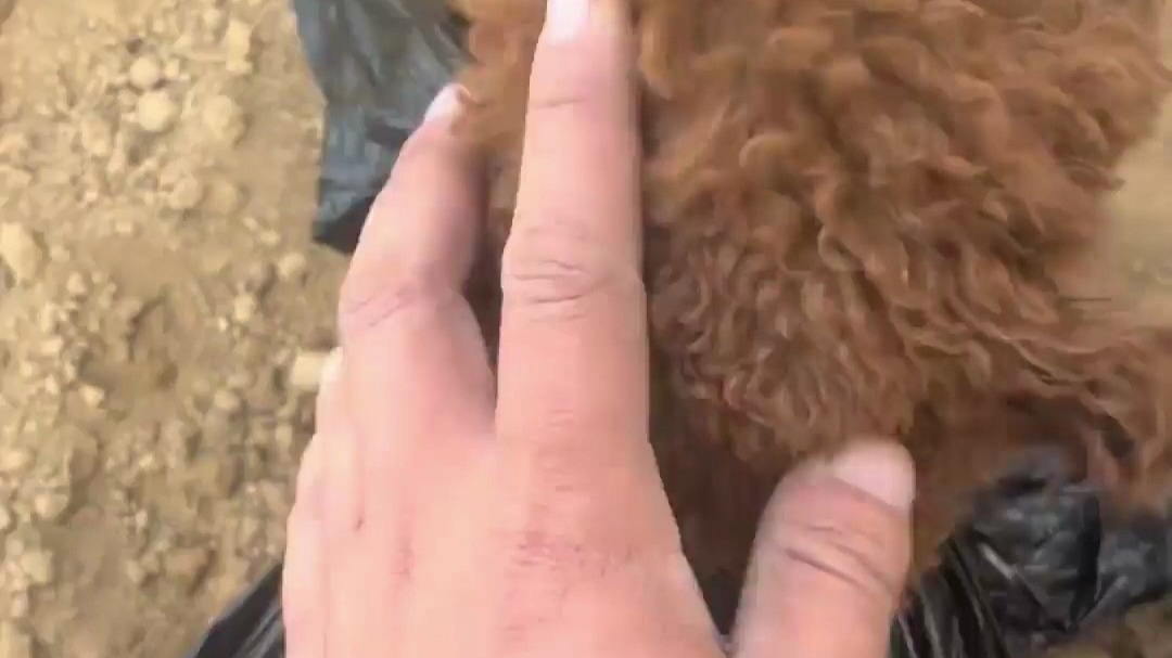 主人拉着狗狗到大棚里铺膜，“它干得可快了，能顶几个人的工作量