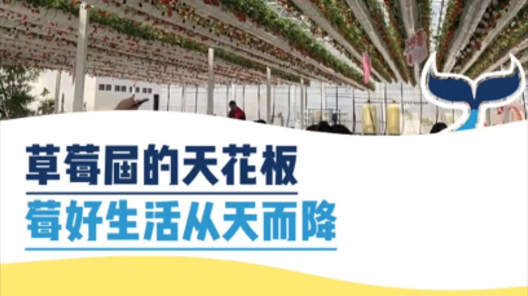 草莓届的天花板，莓好生活从天而降