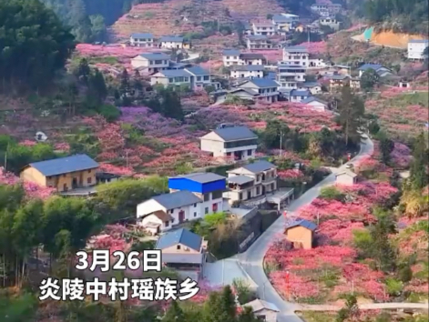 神仙地方！桃花盛开的炎陵中村瑶族乡太美了！
