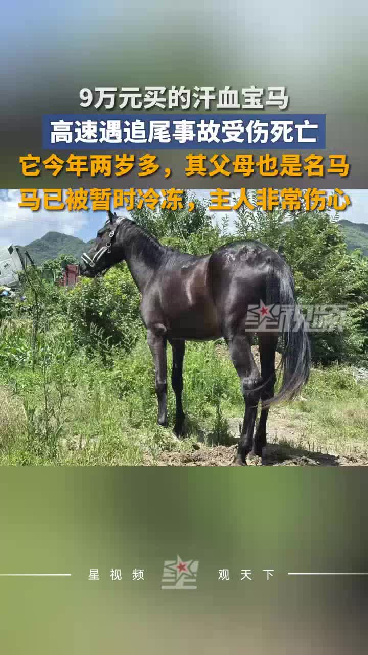汗血宝马高速遇追尾事故受伤死亡：9万元买的，今年两岁多