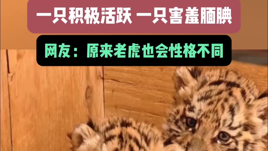 小老虎宝宝和人学“吼叫”，太可爱了！