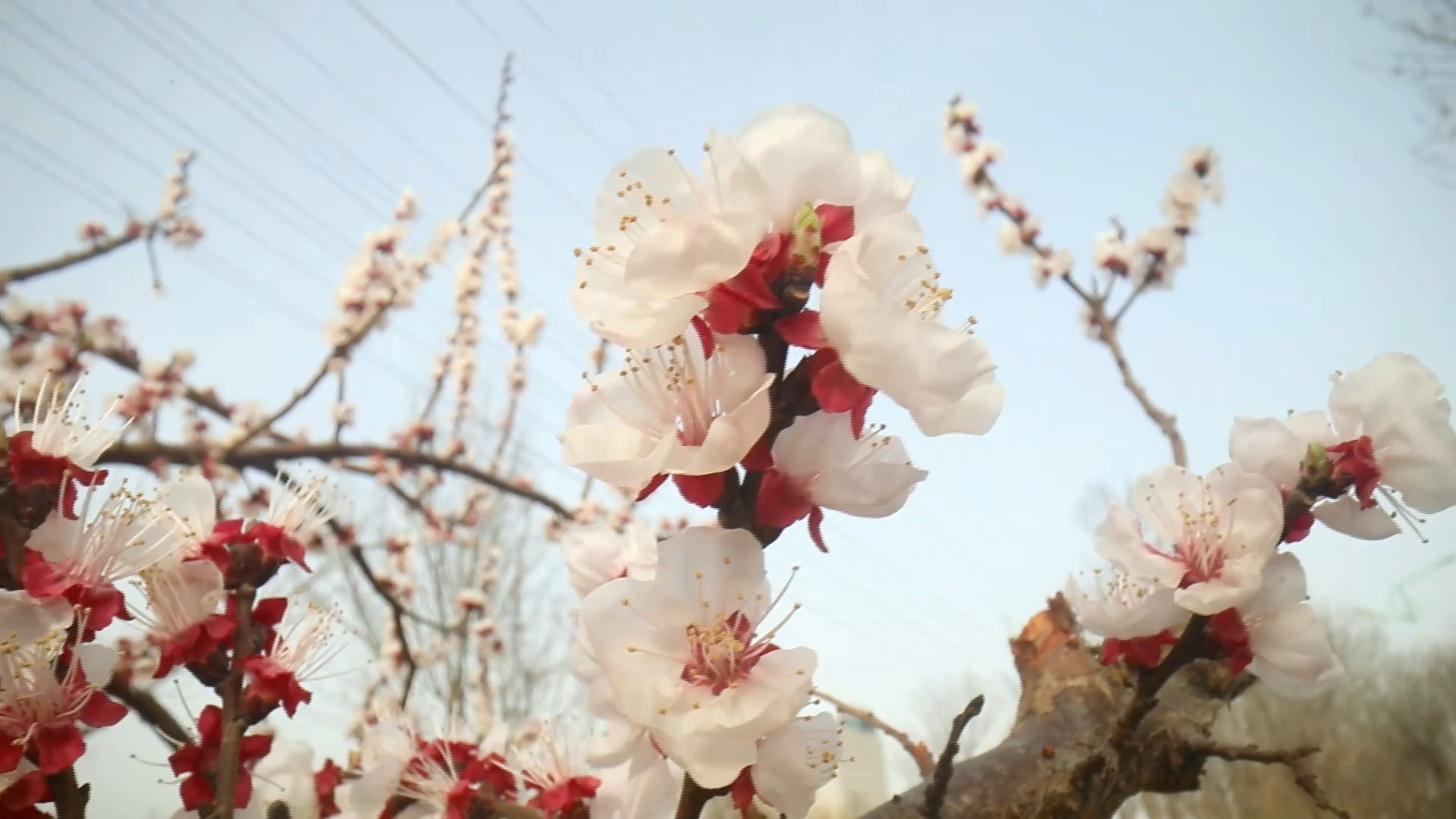 东营市河口区：春