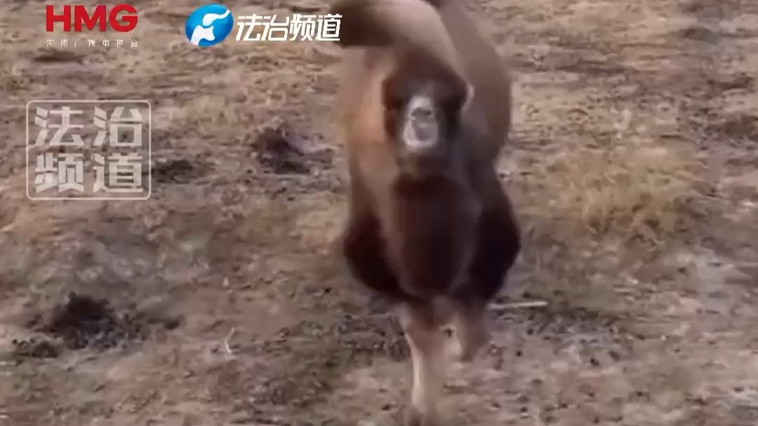 游客给骆驼一根雪糕 网友：它走遍沙漠 再也没找到这么凉爽的东