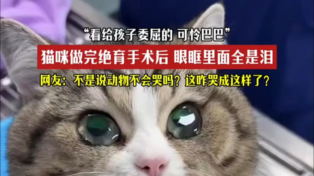 猫咪做完绝育手术后，眼眶里面全是泪，一晃就流下来一大坨…（来源