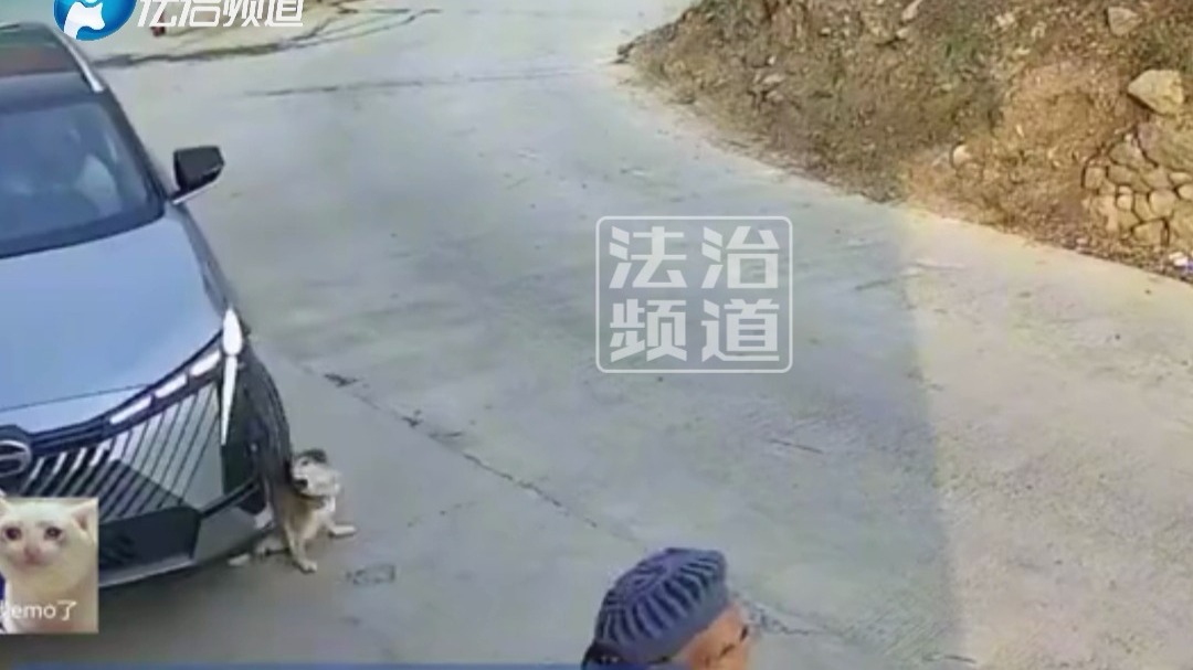 狗子坐在家里 小车经过没看到 直接把狗子压在车轮下