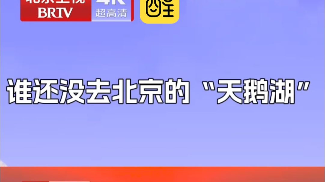 想鹅的风吹到了北京颐和园，大爷大妈带你解锁“天降祥瑞”，看白