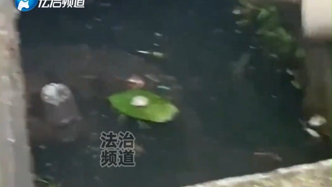 水沟内惊现不明生物 在水沟里游来游去 网友：看尾巴像鳄鱼