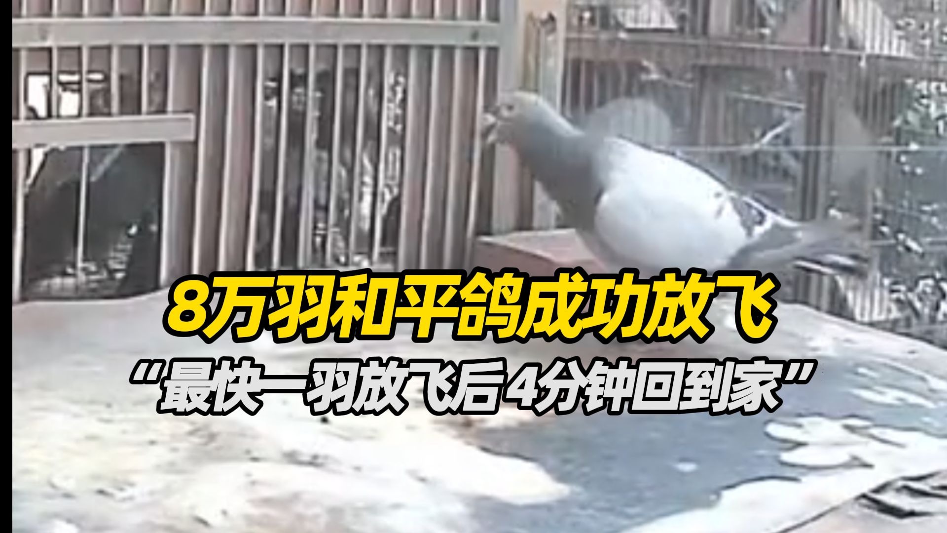 8万羽和平鸽成功放飞，“最快一羽放飞后 4分钟就回到家”