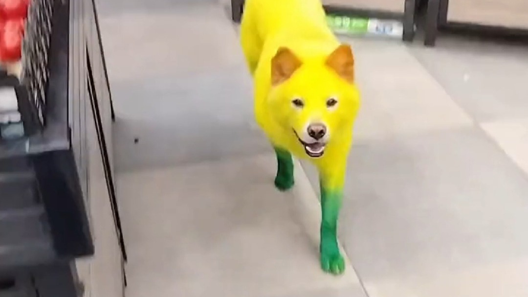 女子偶遇一只五颜六色的狗  这颜色跟彩虹一样