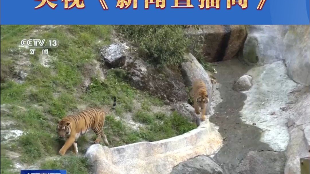 央视《新闻直播间》报道 ！  龙岩：老虎也怕打针？“凛凛搬家记”