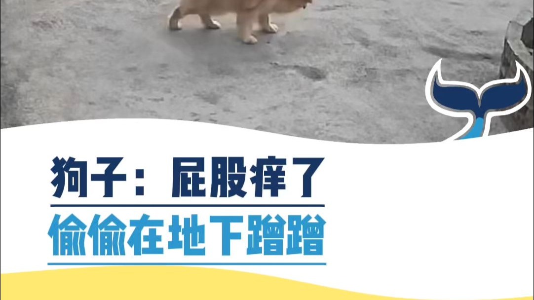 狗子：屁股痒了，偷偷在地下层层