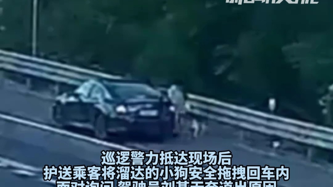 8月20日（发布）。“铲屎官”高速上演迷惑行为！男子应急车道停车，