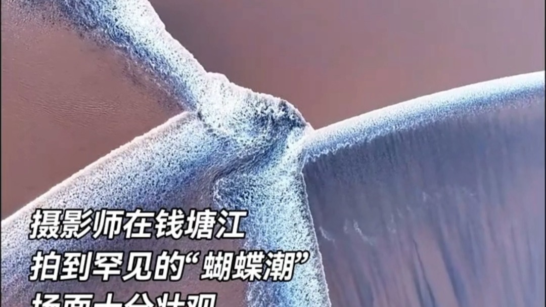摄影师在钱塘江拍下罕见“蝴蝶潮”，江面美得像一幅动态画