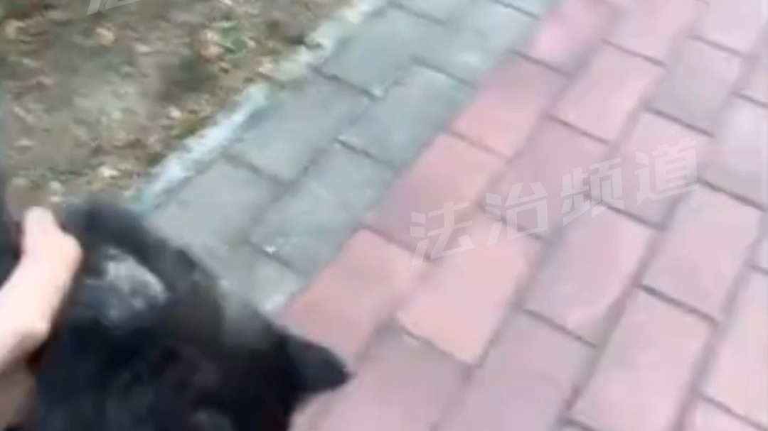 女生在路上遇见可爱的小猫咪 拿起来就走一点也不犹豫（C）