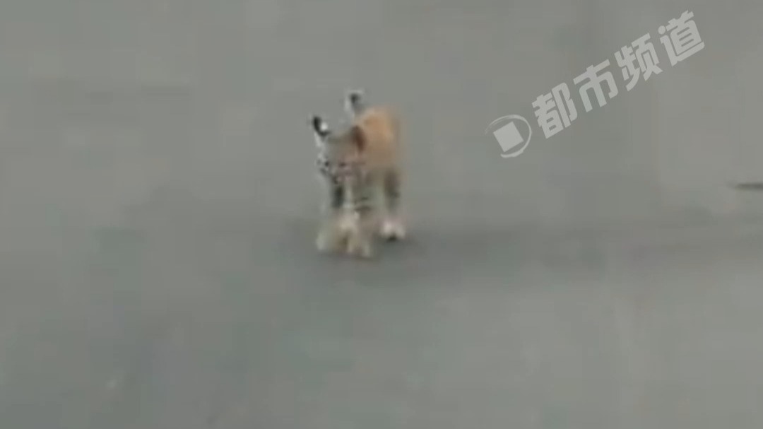 以为是流浪猫，用激光笔逗一下，走进一看碰到“隐藏款”