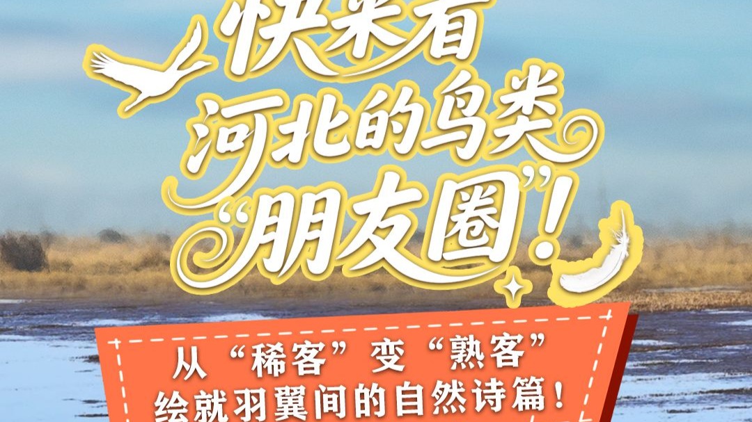 绿水青山数河北 | 快来看河北的鸟类“朋友圈”!从“稀客”变 绿水青山数河北 | 快来看河北的鸟类“朋友圈”!从“稀客”变