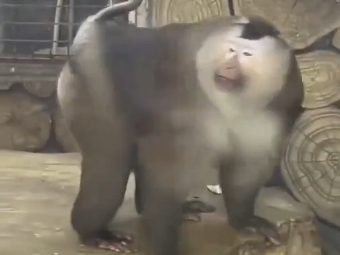 猴哥的搞笑造型，让你笑到肚子疼！