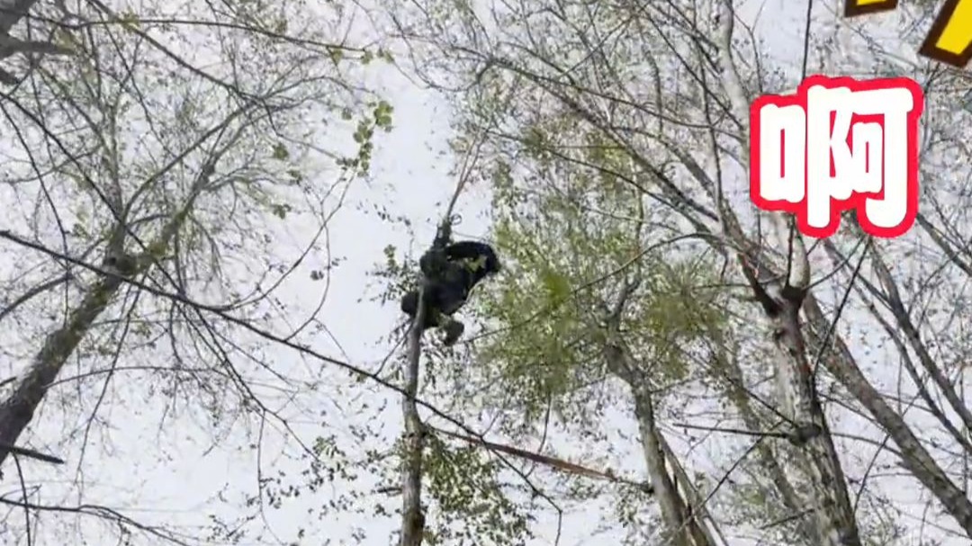 大爷上树摘榆钱爬太高吓哭求助消防，网友：大娘一句你真棒 大爷