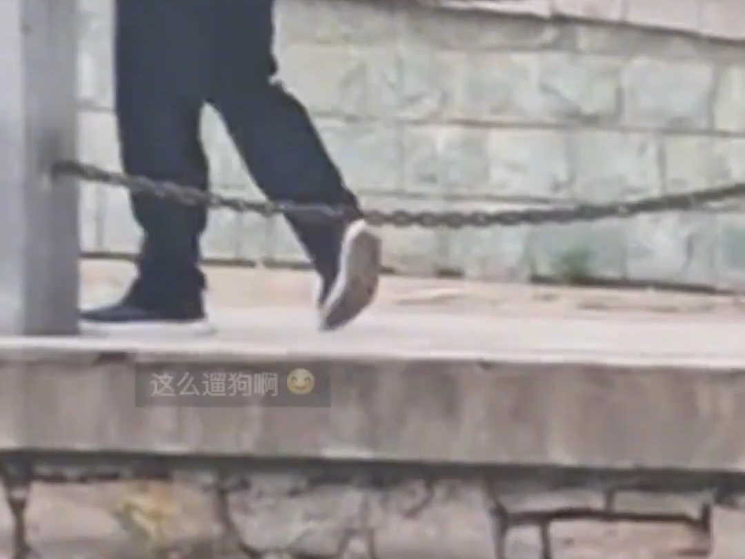 天津街头惊现“隐形狗”，看了两遍才找到！