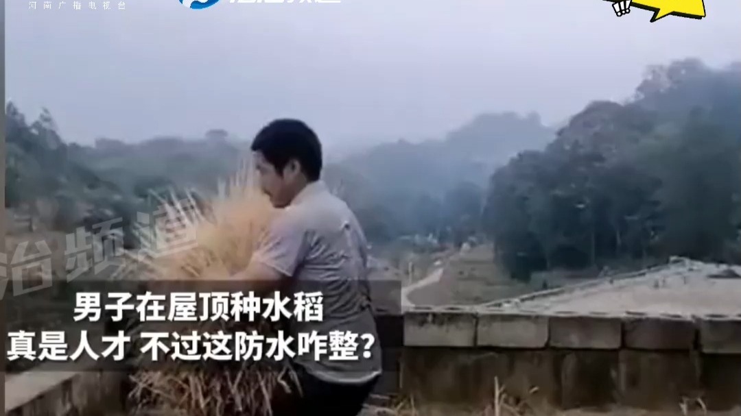 男子在屋顶种水稻真是人才 不过这防水咋整？