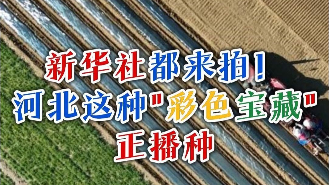 冀上央媒 | 3月25日，新华社关注了河北石家庄栾城农人抢墒播种