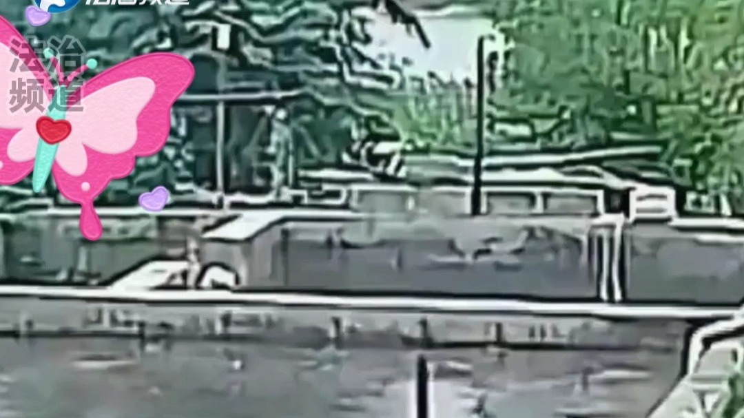 网友家的鱼池塌了直接跑出去近两千斤的鱼网友：这得赔出去多少