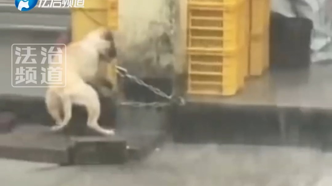 被锁链束缚的小狗 只能蜷缩在箱子旁躲雨