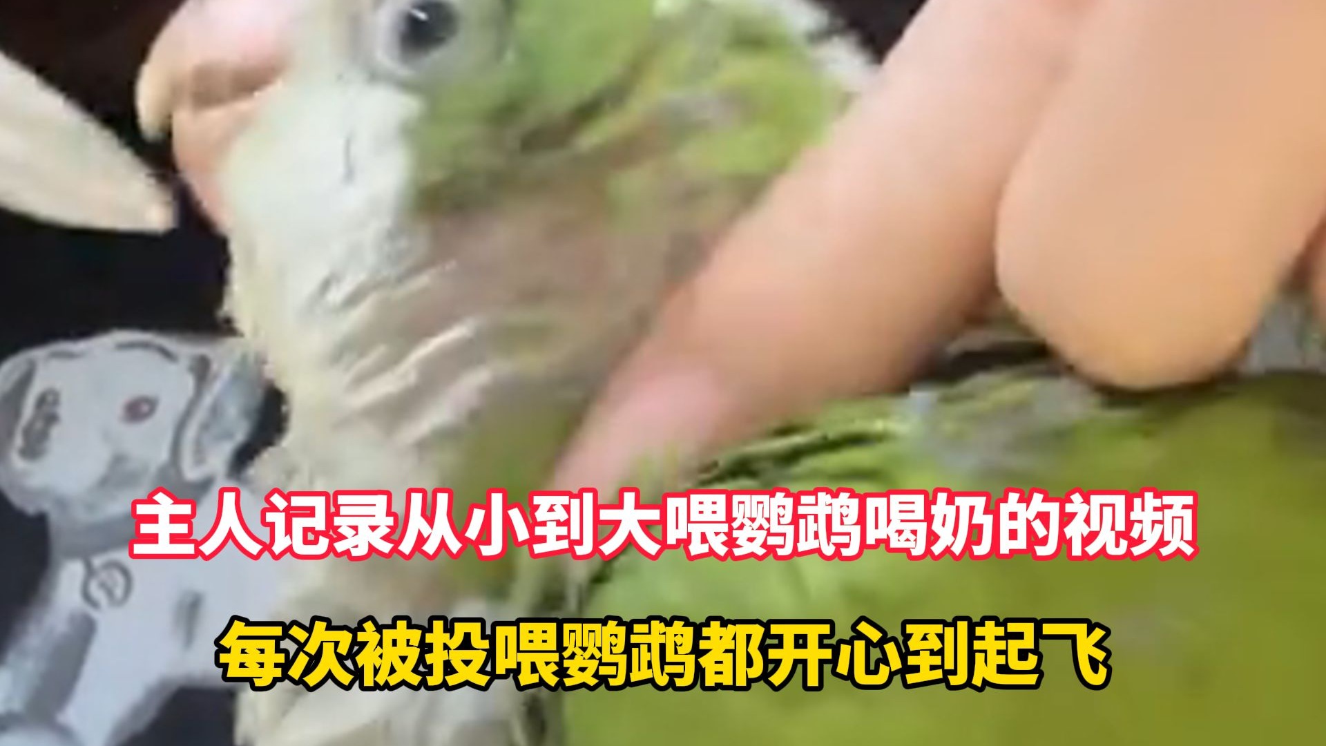主人记录从小到大喂鹦鹉喝奶的视频，每次被投喂鹦鹉都开心到起